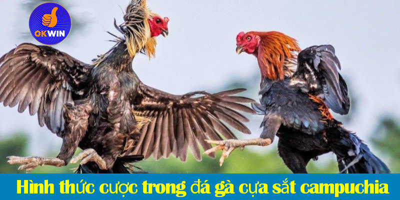 Đá gà cựa sắt: Quy tắc, phân loại hạng cân và các loại cược trong đá gà